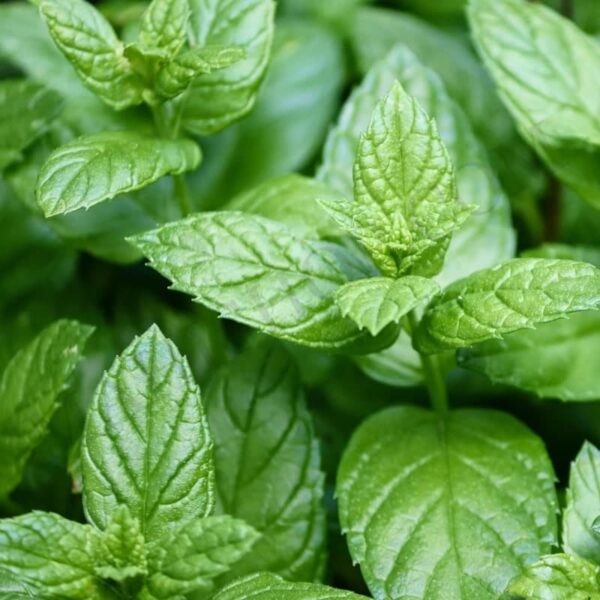 Mentha Piperata Essential Oil