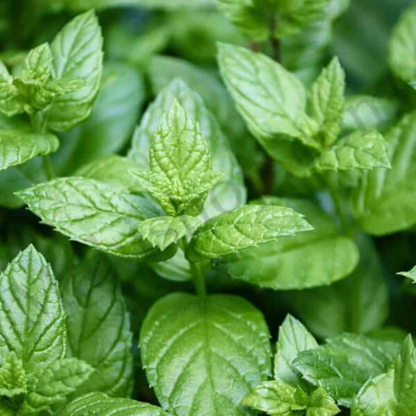 Peppermint Essential Oil