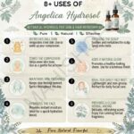 8 uses of angelica hydrosol