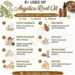 8 uses of angelica root oil