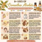 8 uses of asmanthus absolute