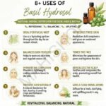 8 uses of basil hydrosol