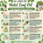 8 uses of betel leaf oil