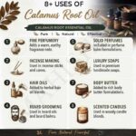 8 uses of calamus root oil
