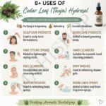8 uses of cedar leaf thuja hydrosol