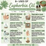 8 uses of euphorbia oil