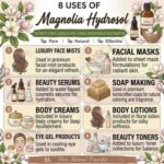 8 uses of magnolia hydrosol