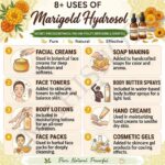 8 uses of marigold hydrosol
