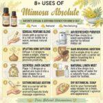 8 uses of mimosa absolute