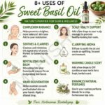 8 uses of sweet basil oil