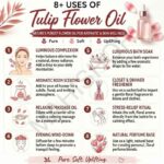8 uses of tulip flower oil