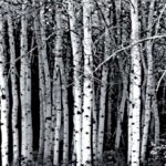 Birch Tar Oil