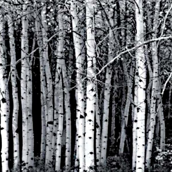 Birch Tar Oil