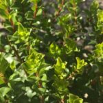 Buchu Essential Oil