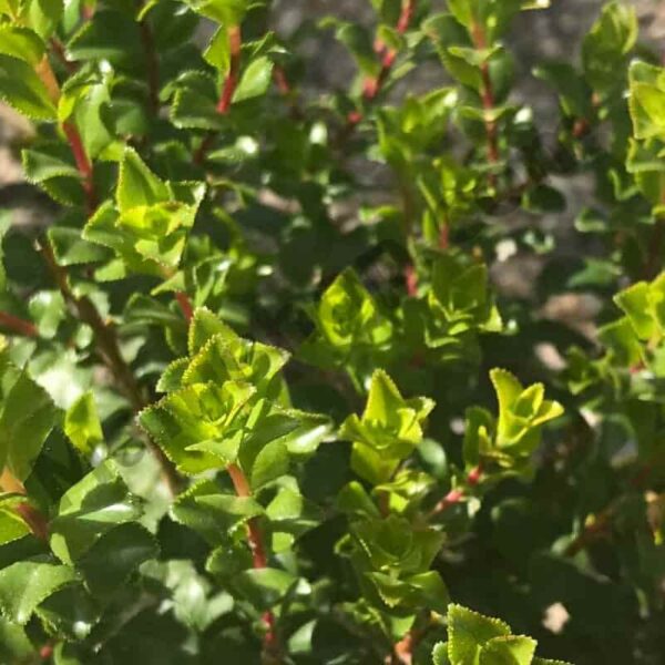 Buchu Essential Oil