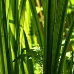 Calamus Root Essential Oil