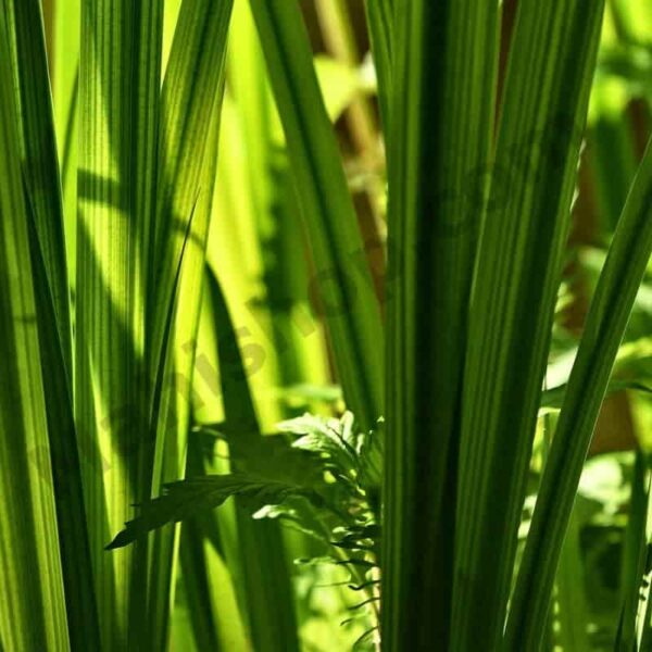 Calamus Root Essential Oil