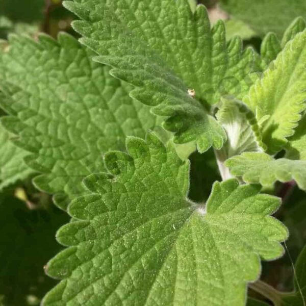 Catnip Essential Oil