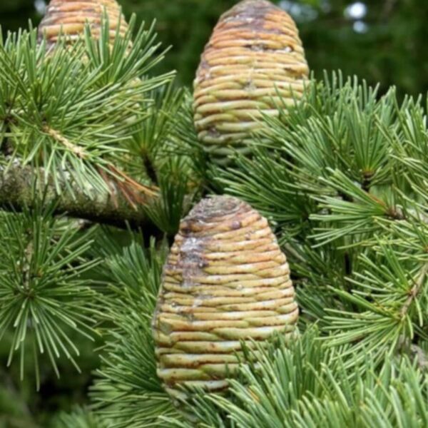 Cedarwood Himalayan Hydrosol