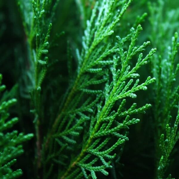 Chypre Essential Oil