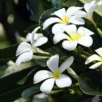 Frangipani Absolute