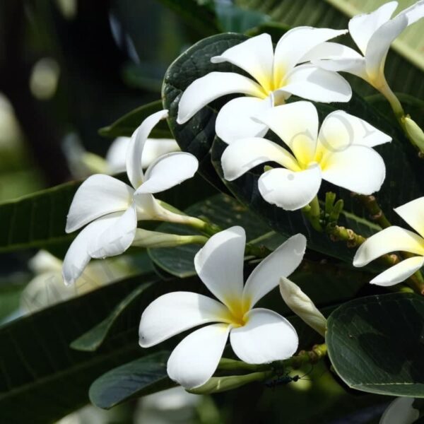 Frangipani Absolute