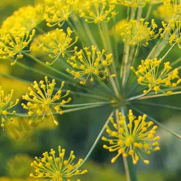 Galbanum Essential Oil