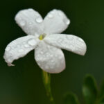 Jasmine Grandiflorum