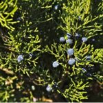 Juniper Berry Hydrosol
