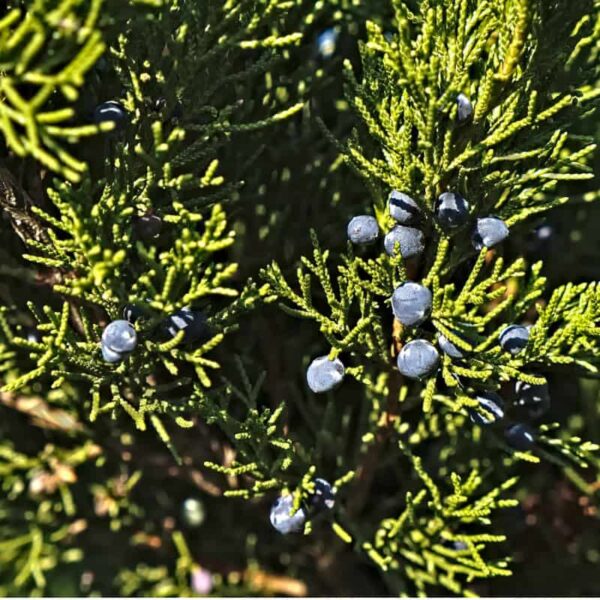 Juniper Berry Hydrosol