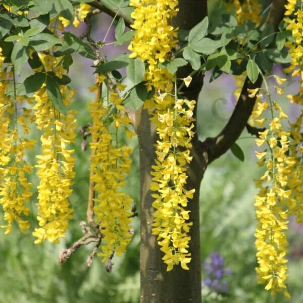 Labdanum Essential Oil
