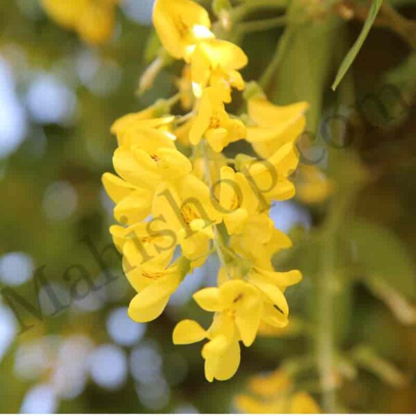 Labdanum Floral Absolute