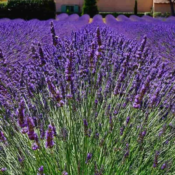 Lavender French Essential Oil