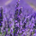 Lavender Kashmir Essential Oil