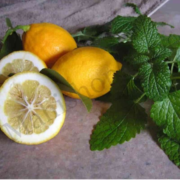 Lemon Balm Essential Oil
