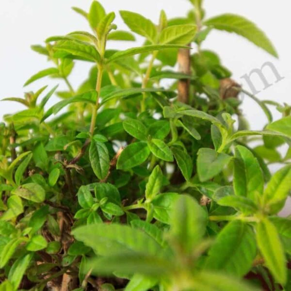 Lemon Verbena Essential Oil