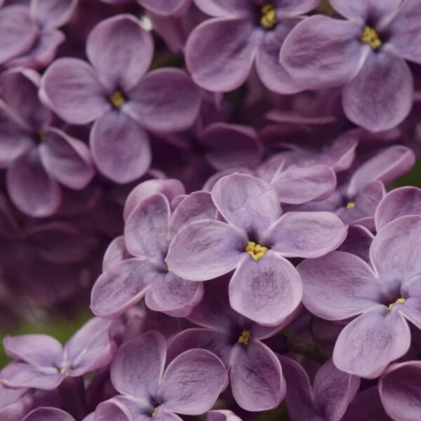 Lilac Flower Essential Oil