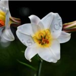 Lily Floral Absolute