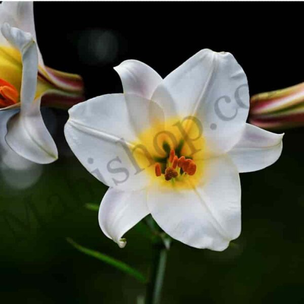 Lily Floral Absolute