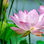 Lotus Flower Essential Oil