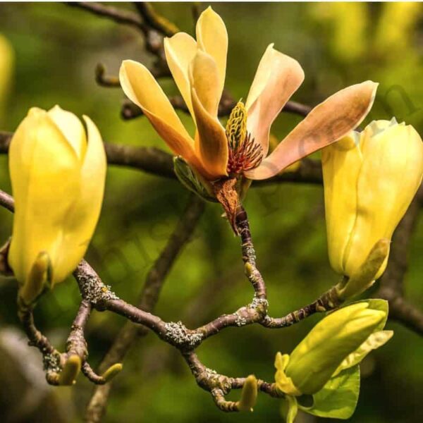 Magnolia Hydrosol