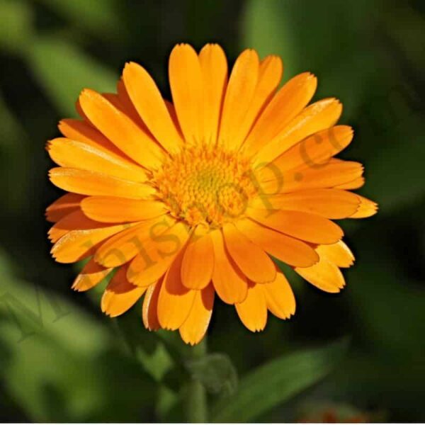 Marigold Hydrosol