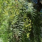 Mastic Essential Oil