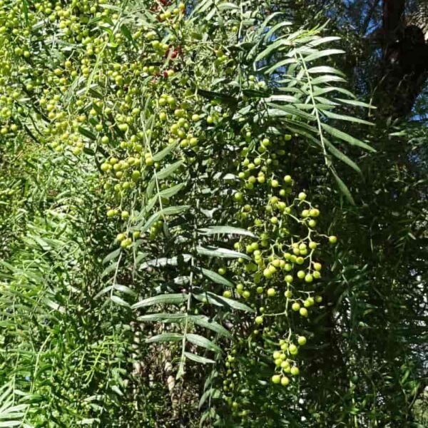 Mastic Essential Oil