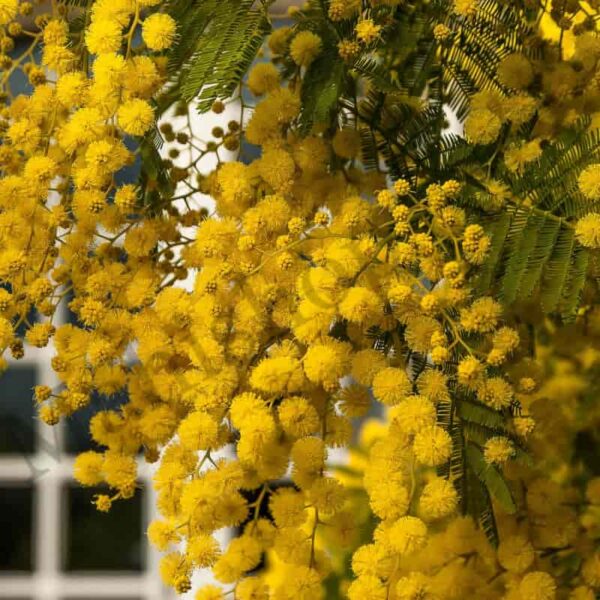 Mimosa Floral Absolute