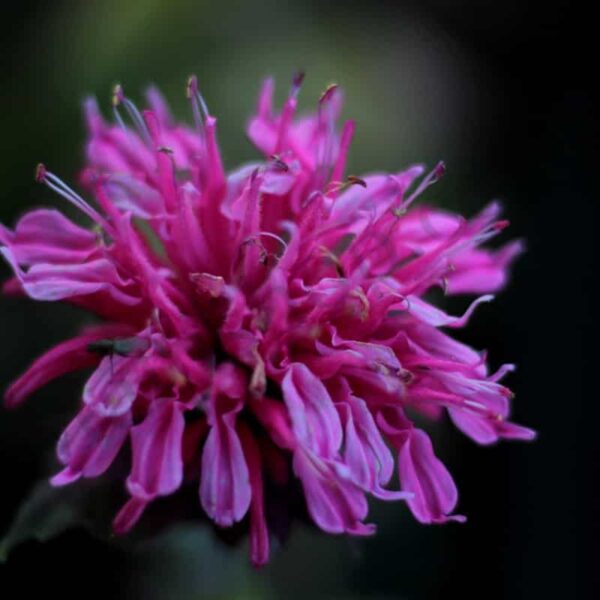 Monarda Essential Oil