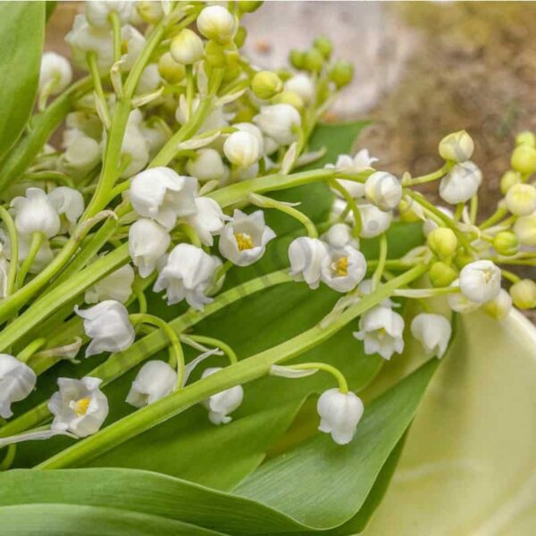Muguet Essential Oil