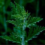 Mugwort Essential Oil