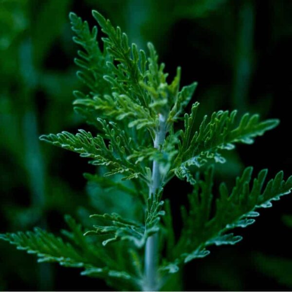 Mugwort Essential Oil