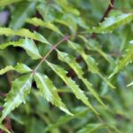 Neem Carrier Oil